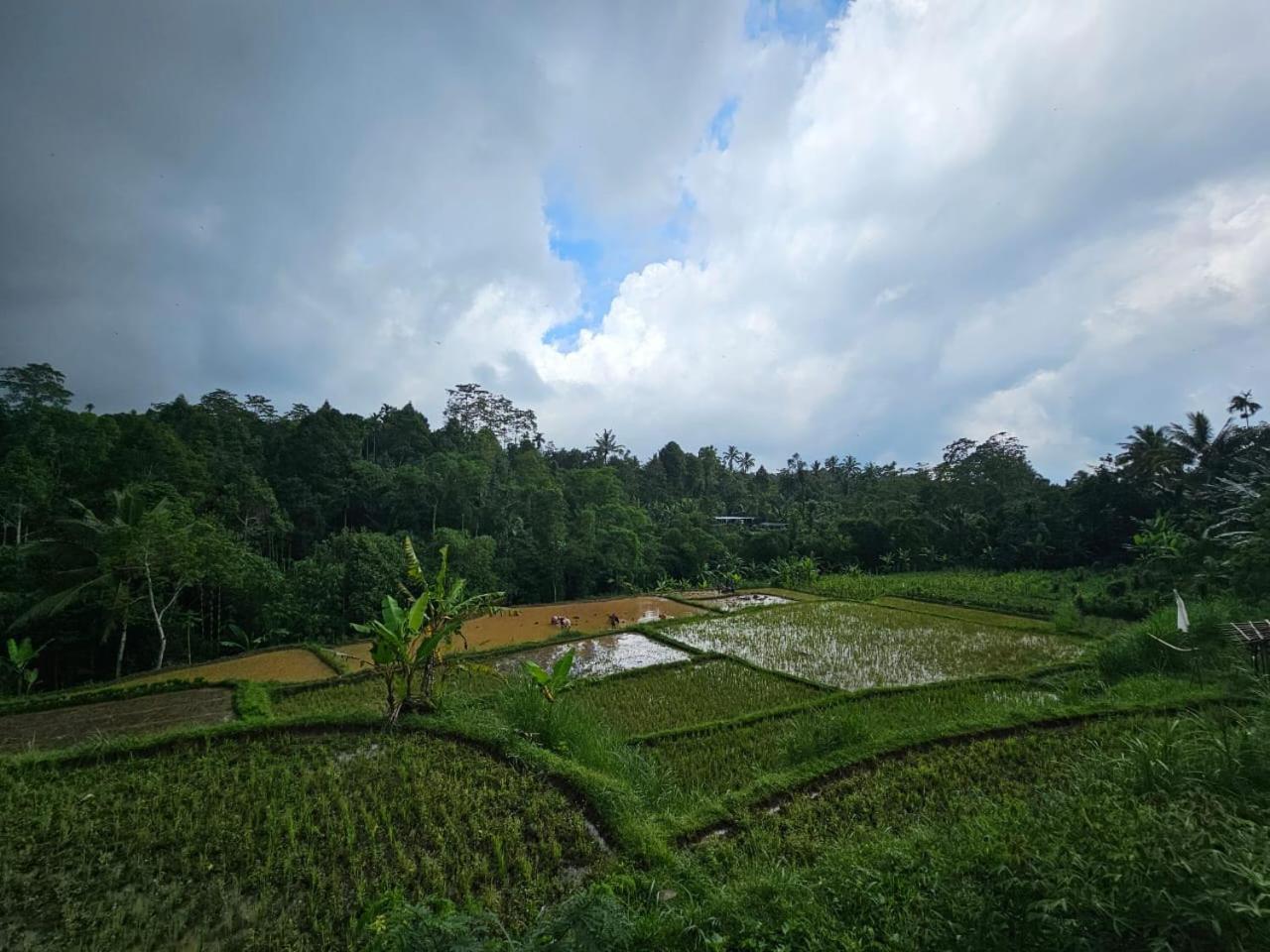 Avocado Homestay Tetebatu Exterior foto