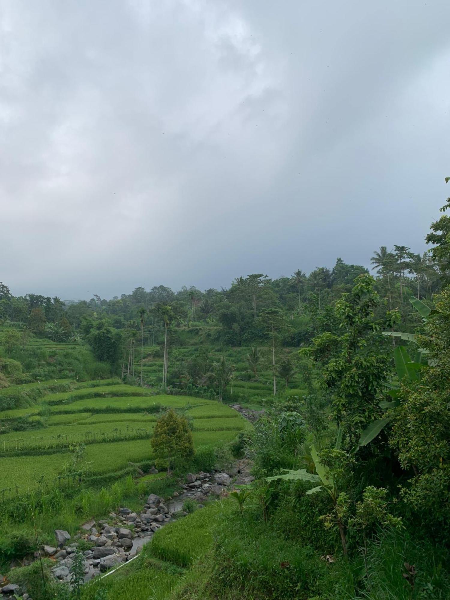 Avocado Homestay Tetebatu Exterior foto